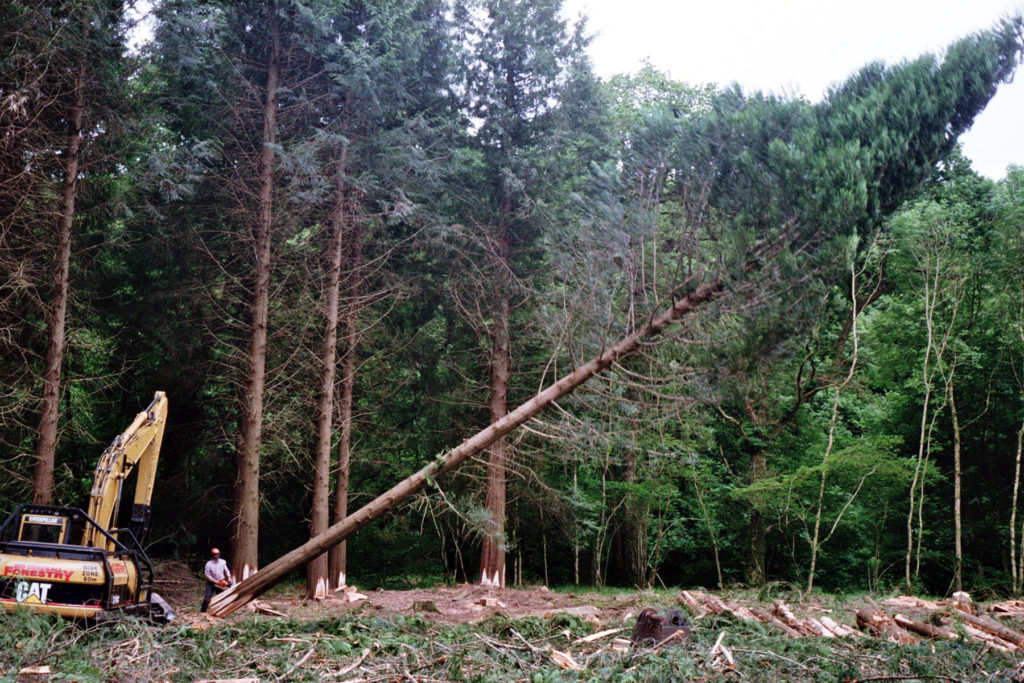 mat arney james otter storyboard wooden surfboard woodland cedar tree being felled