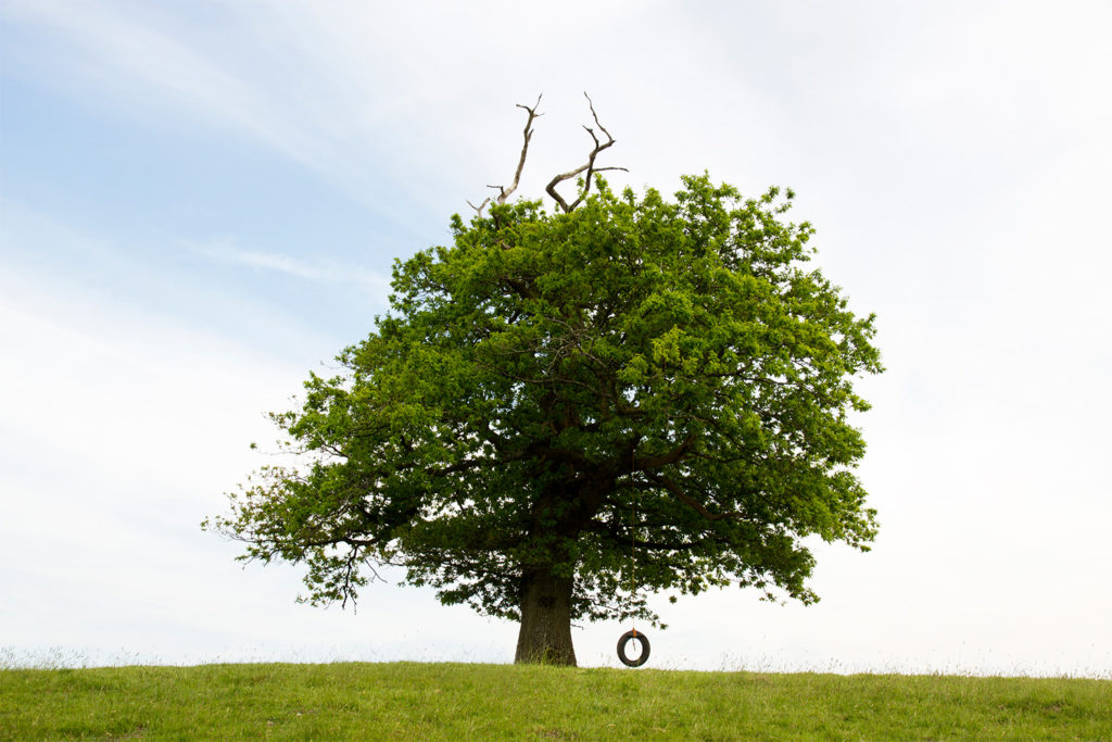 tree standing alone with rope swing