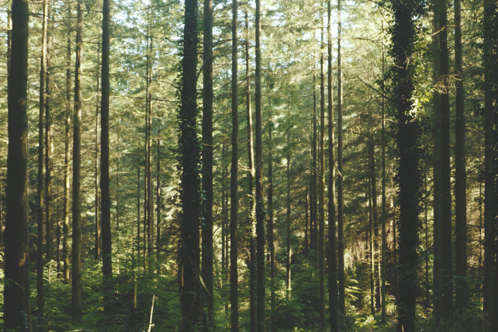 Art of Making Still woodland canopy