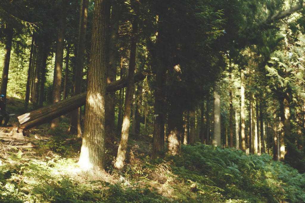 Art of Making Still tree felling