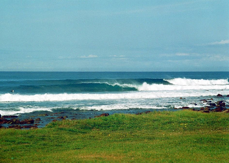 Seal Point wave
