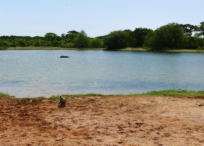 wildlife in sri lanka