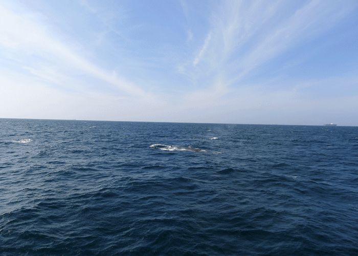 blue whale sri lanka