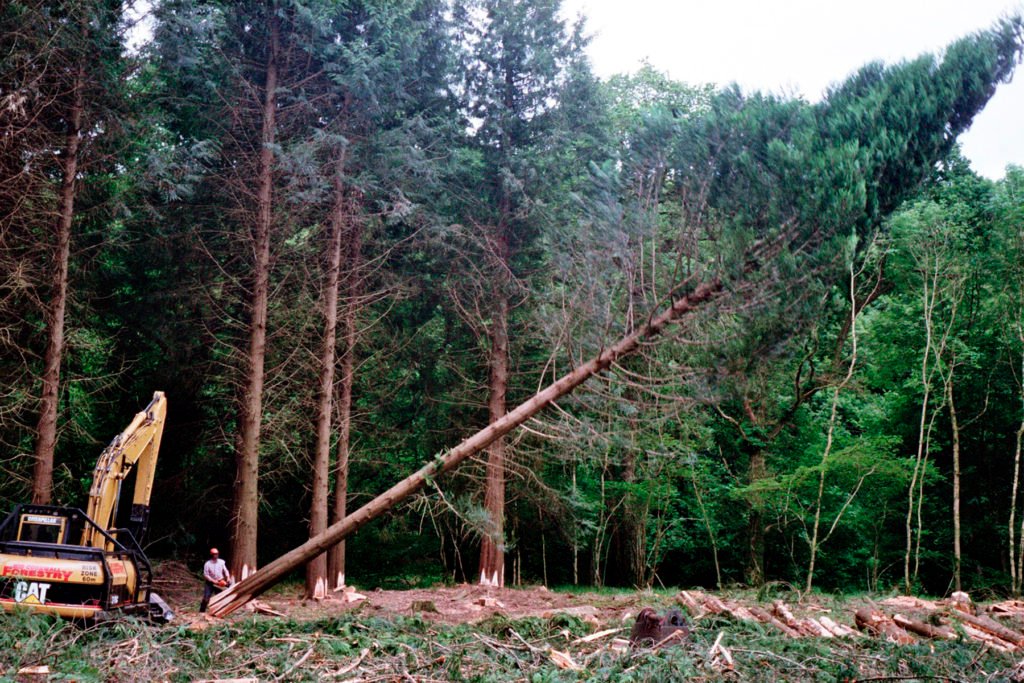 The Storyboard by James Otter and Mat Arney Wooden Surfboard Project cedar tree being felled falling