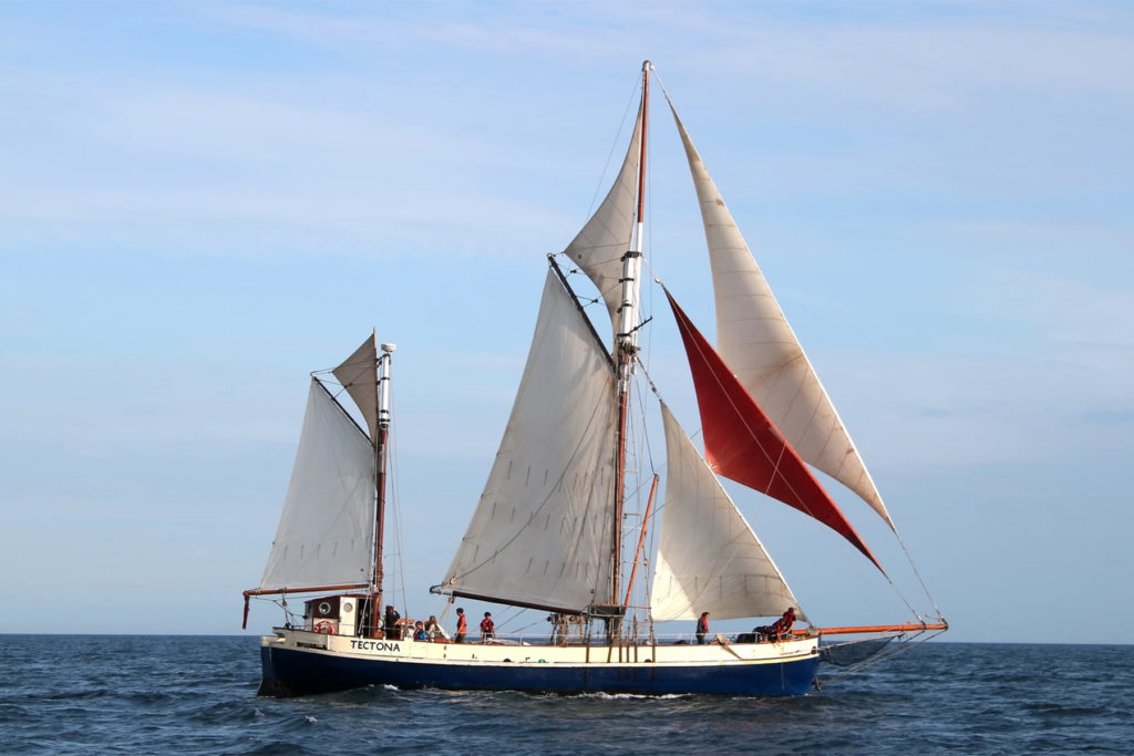 tectona