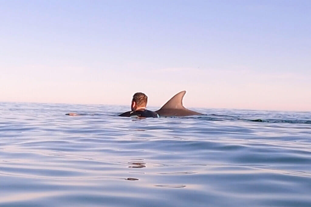 MMSC dolphin
