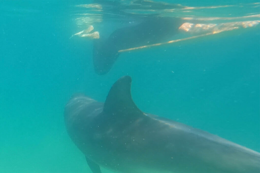 MMSC dolphin otter bellyboard
