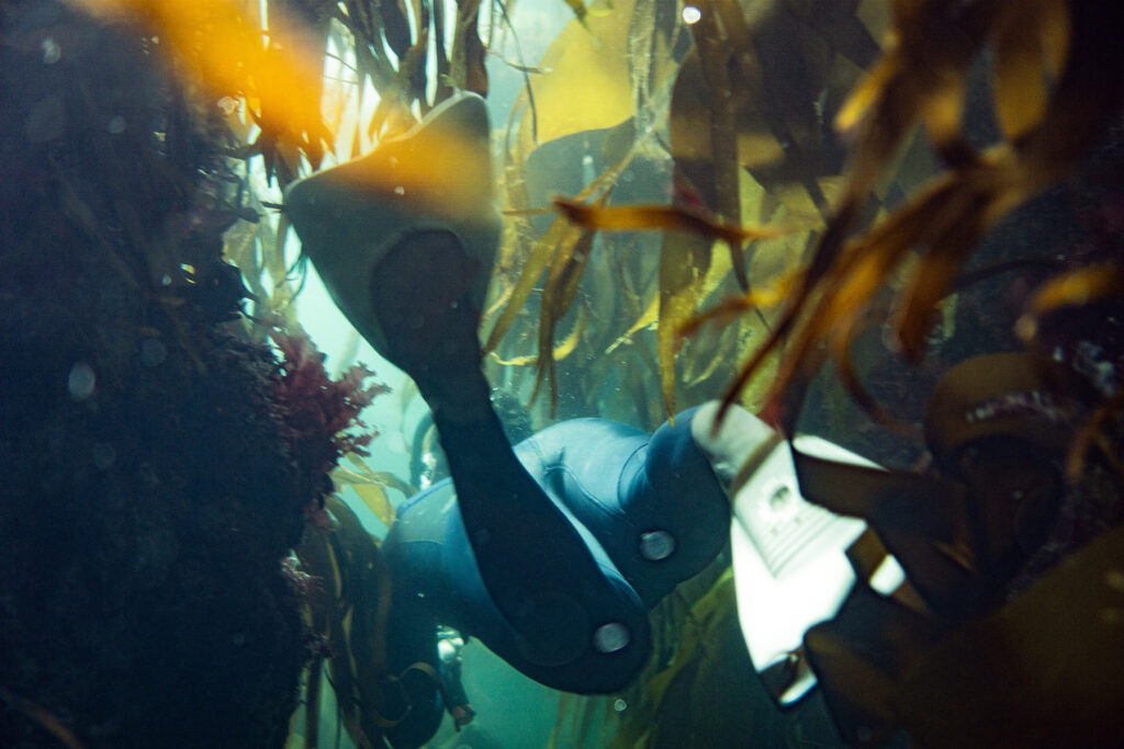 Diving adventure in Cornwall with Otter Surfboards