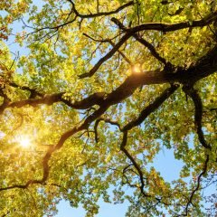 Oak tree