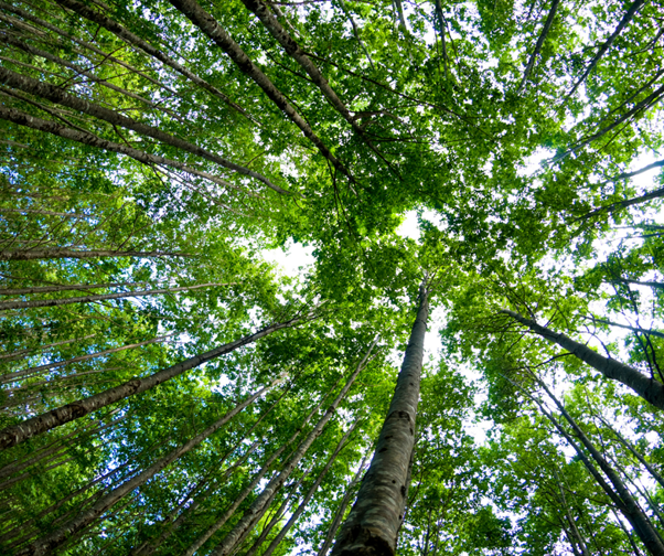 national tree week