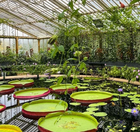 Kew Gardens