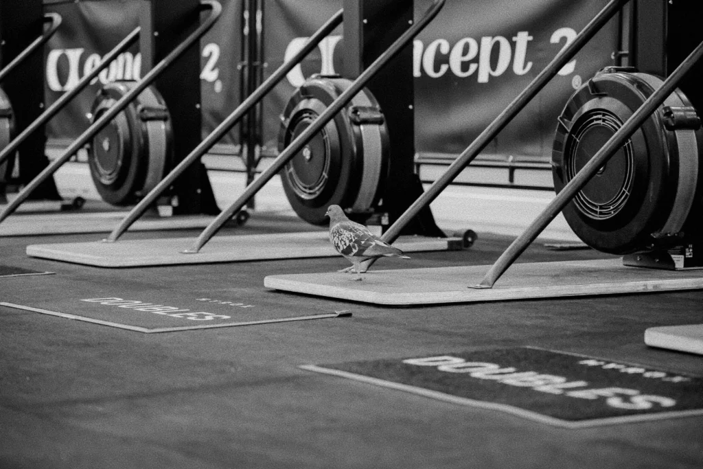 Pigeon transition to SkiErg, crowd in background