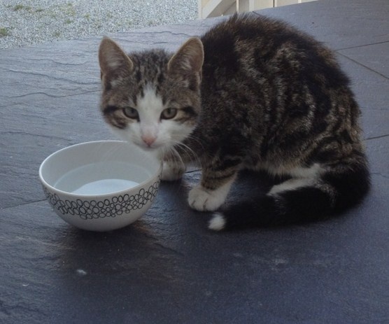katt