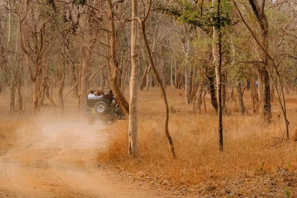 pench-afternoon-safari