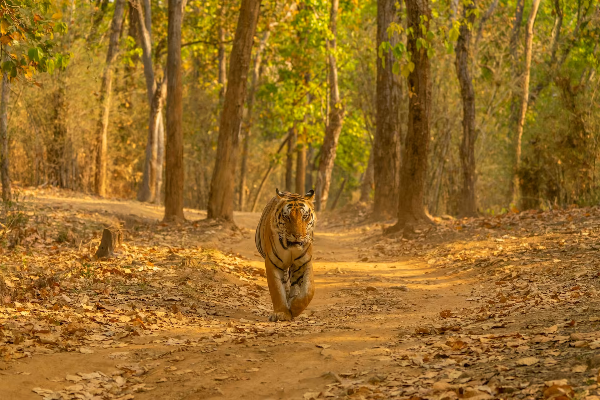 Pench Kanha Tiger Pench Kanha Tiger