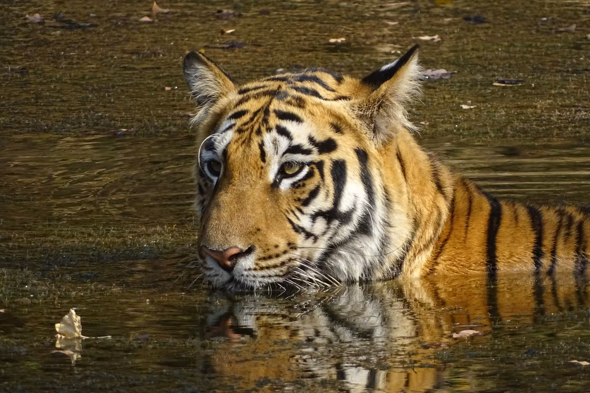 Tadoba Tiger