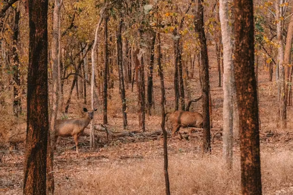 pench-forest-deer