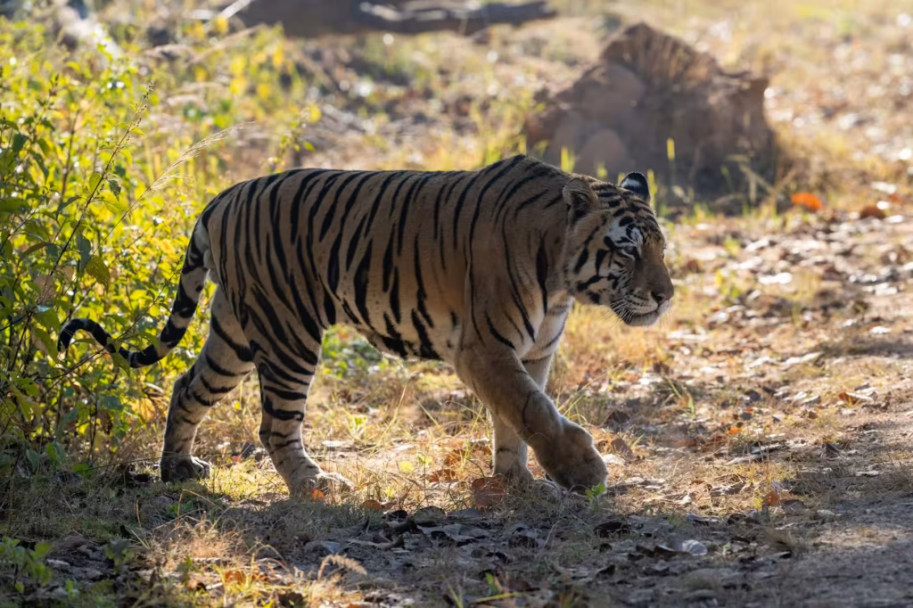 Tadoba Afternoon Tiger Safari Tadoba Afternoon Tiger Safari