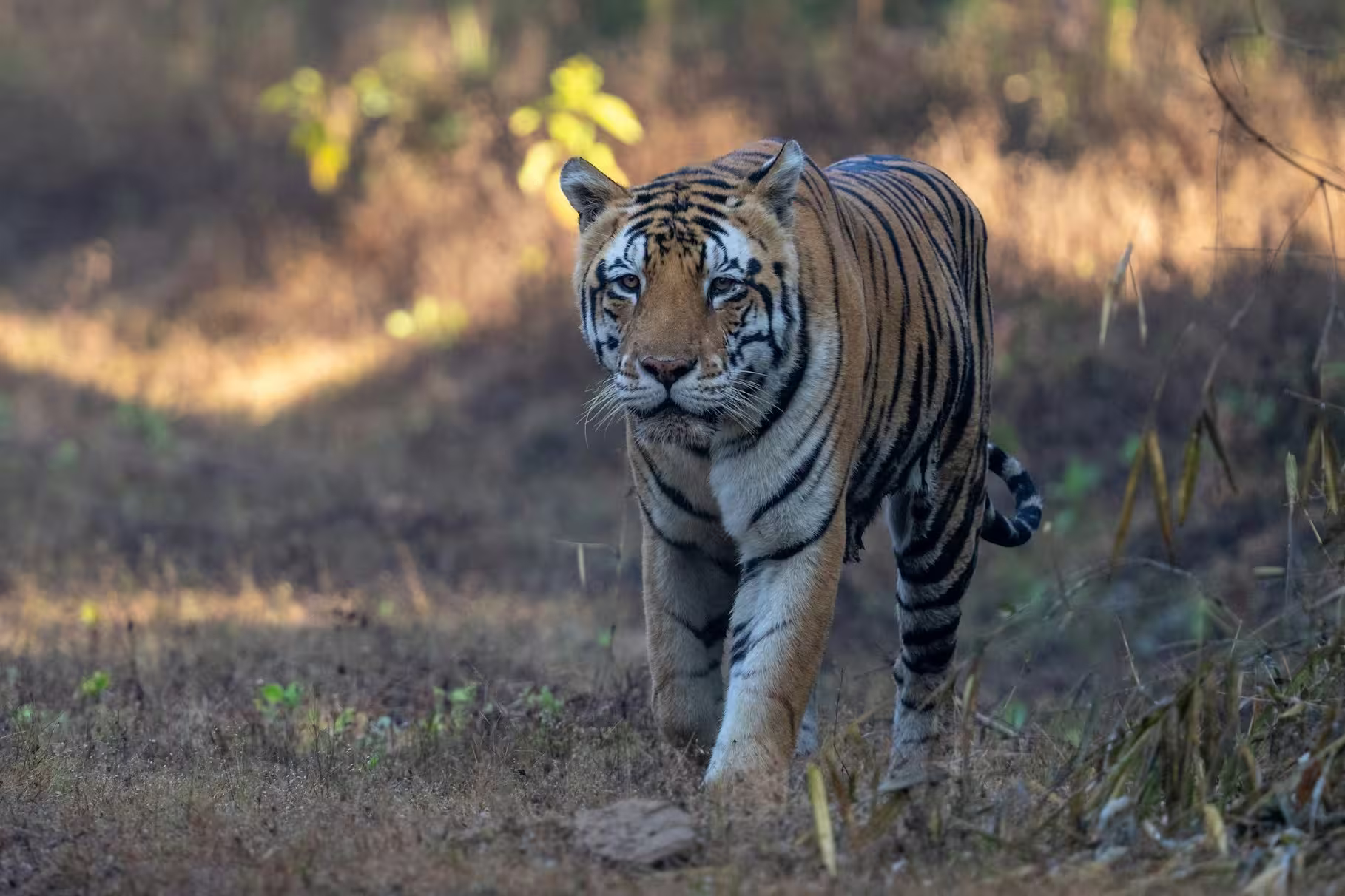 Tadoba Tiger Forest