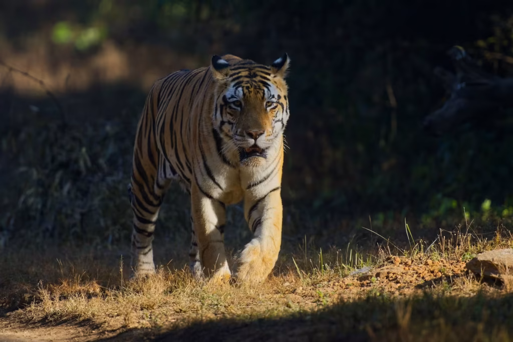Tadoba National Park Tiger Tadoba National Park Tiger