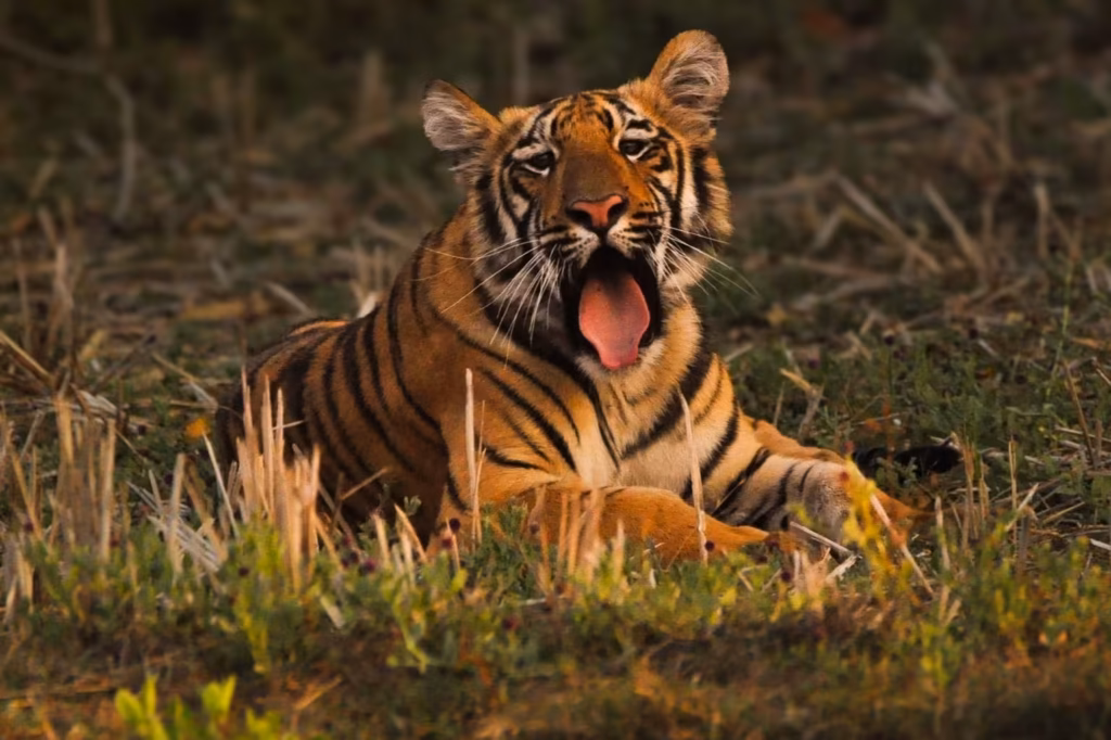 tadoba-tiger-grass Tadoba Fawn Forest