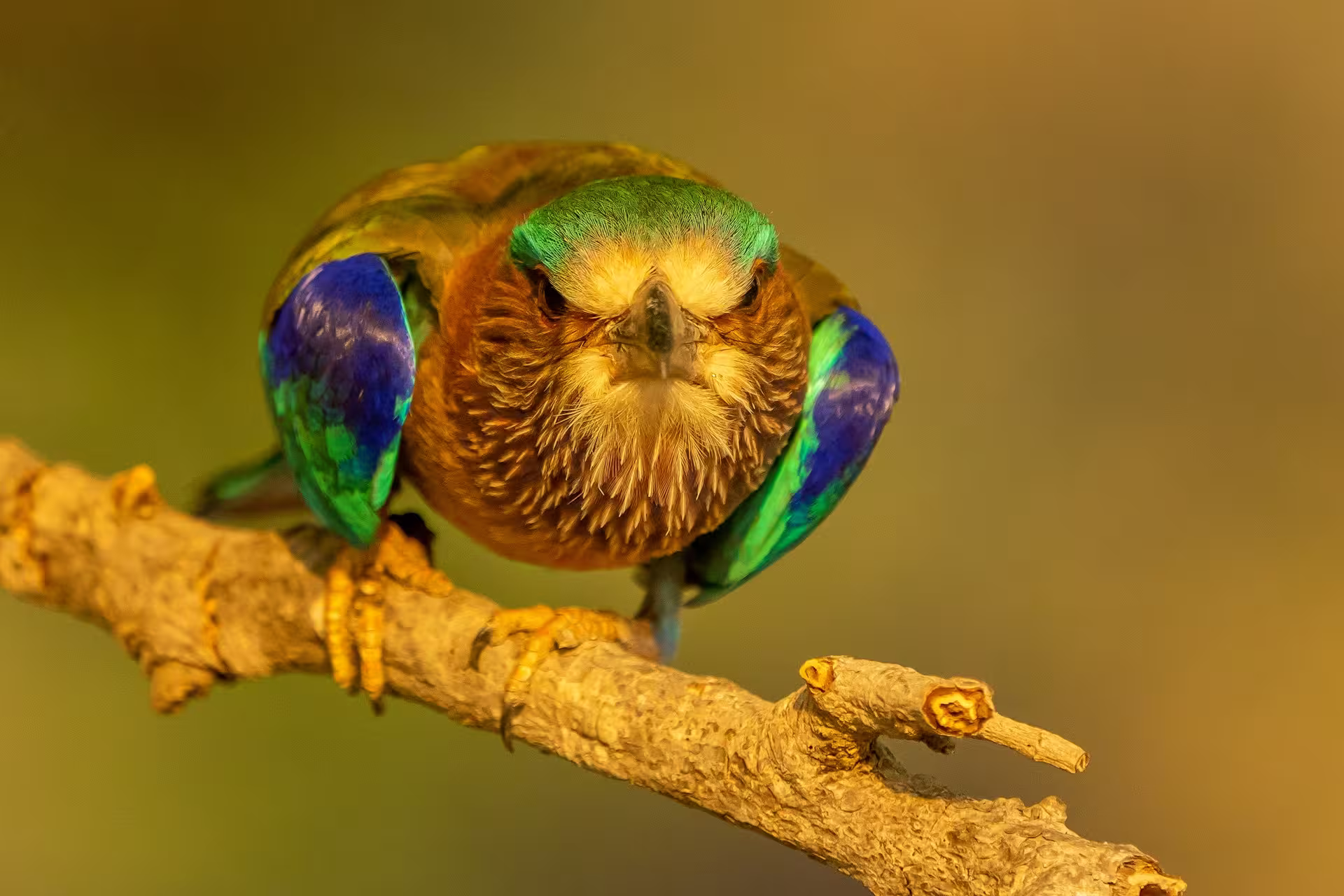 Kanha Forest Bird Kanha Forest Bird