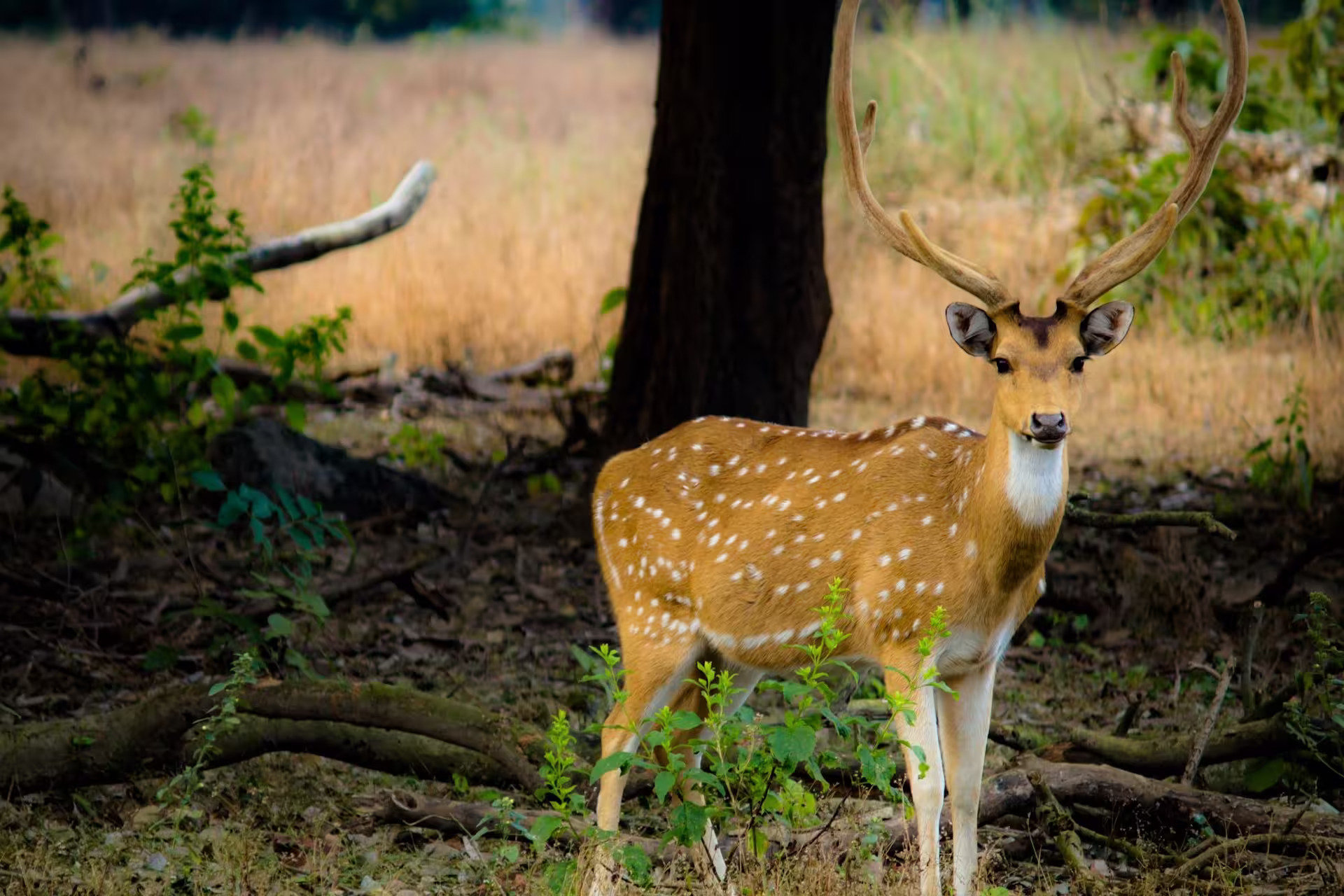 Kanha Chital Grass Kanha Chital Grass