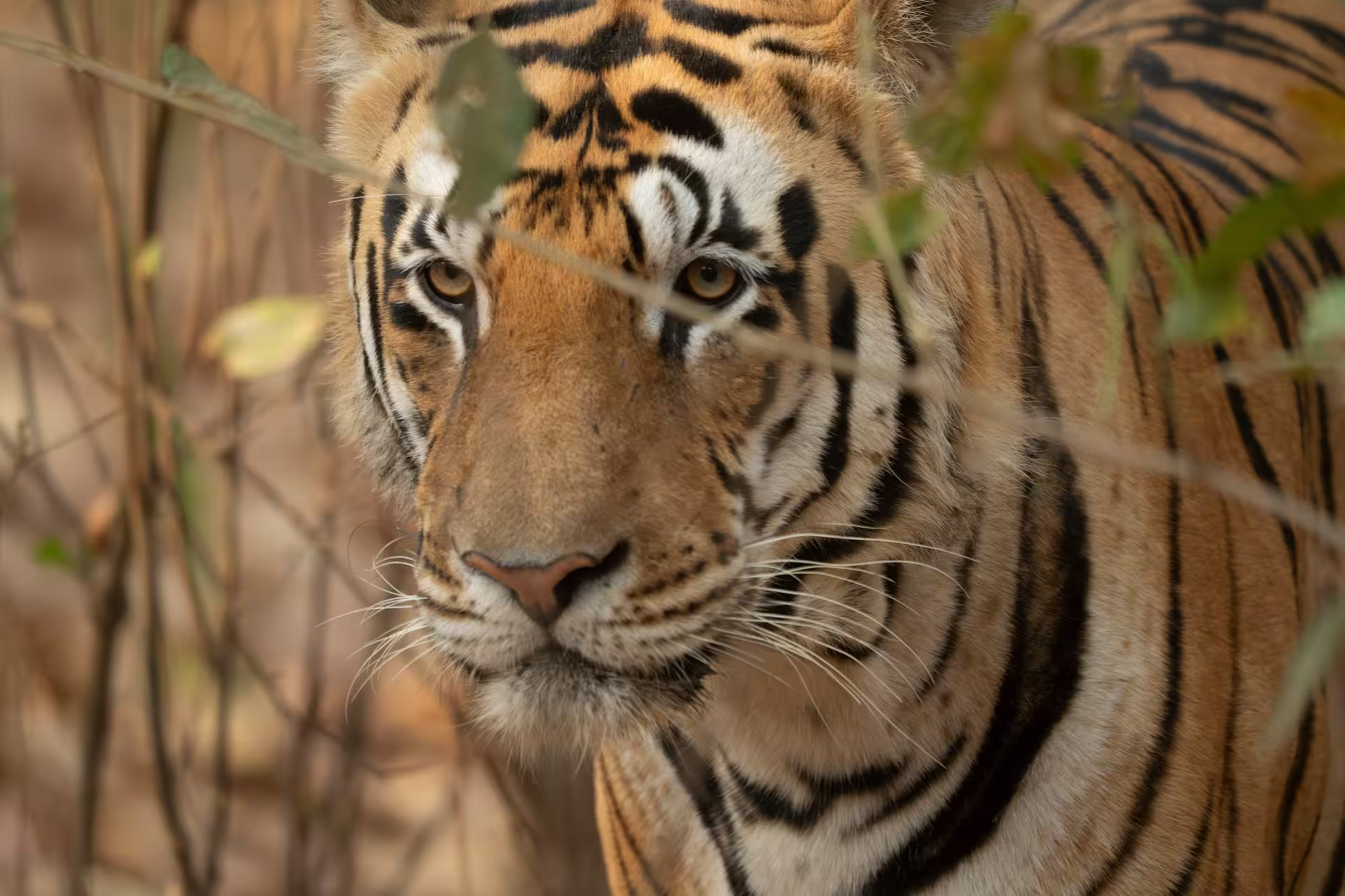 Kanha Tiger Foliage