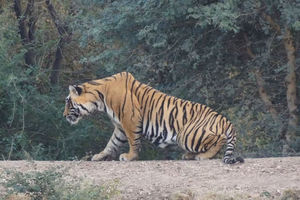 Ranthambore Tiger Tracking