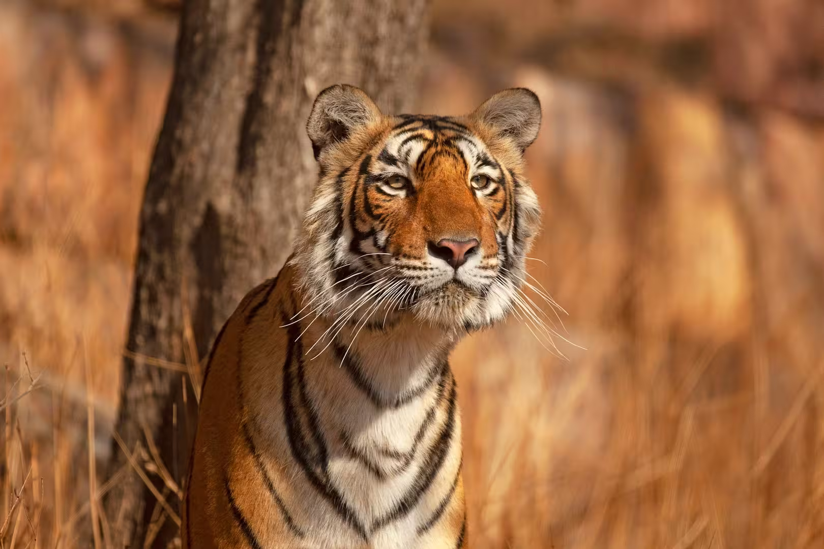 Ranthambore Forest Tiger