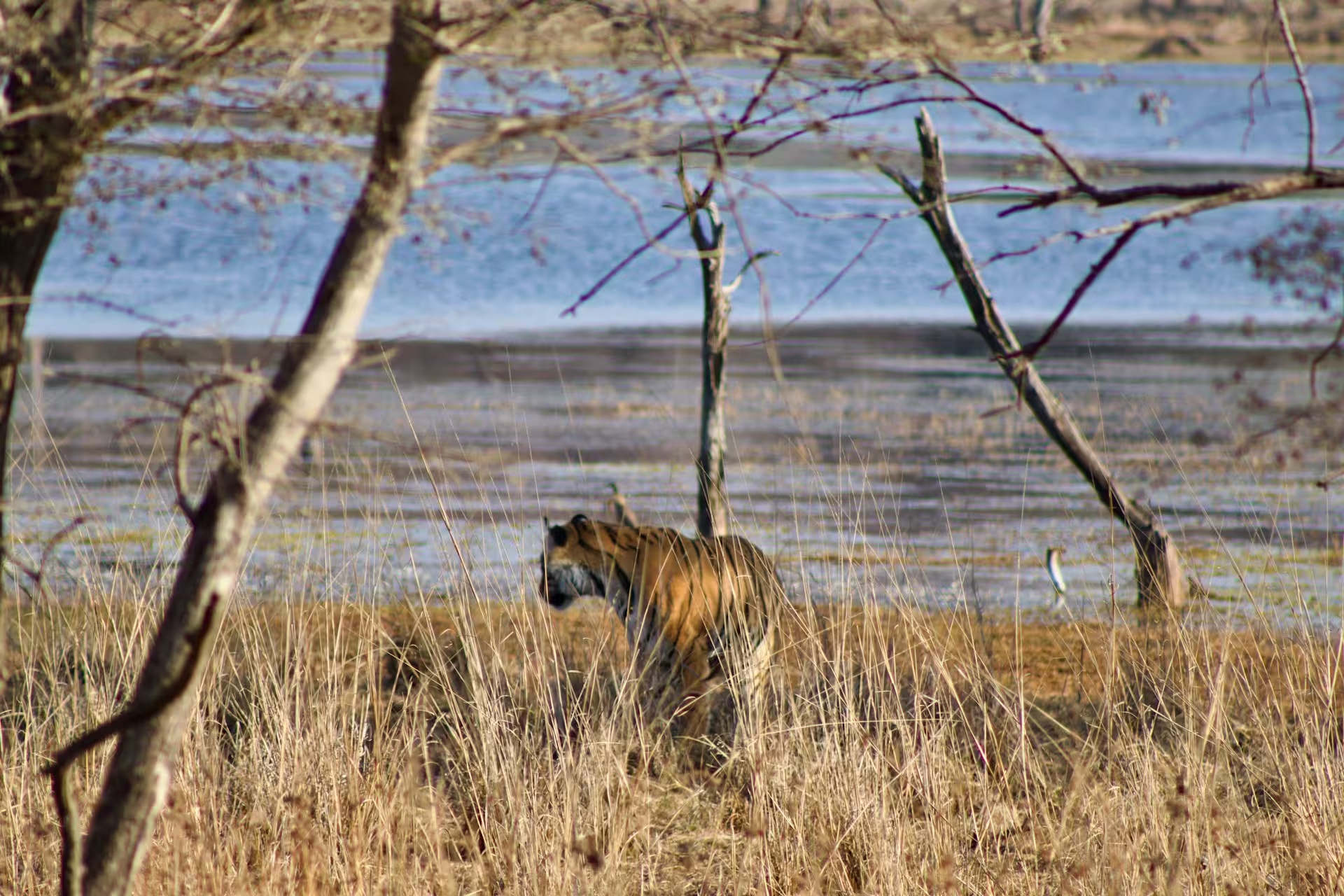 Ranthambore Tiger Water Ranthambore Tiger Water