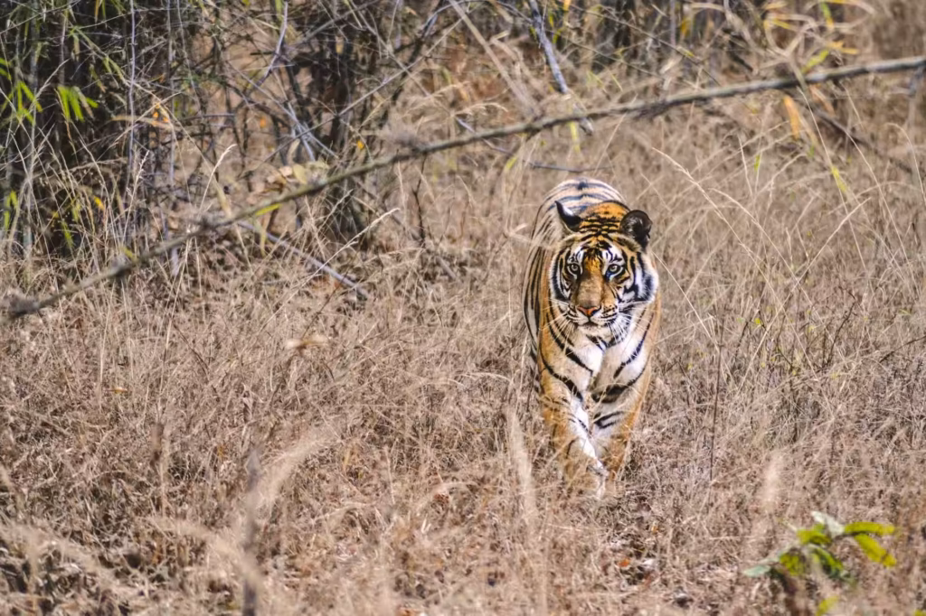Bandhavgarh Tiger Trail