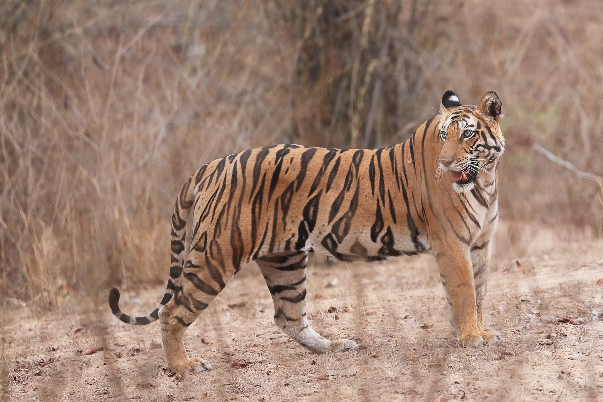 Bandhavgarh Meadow Tiger