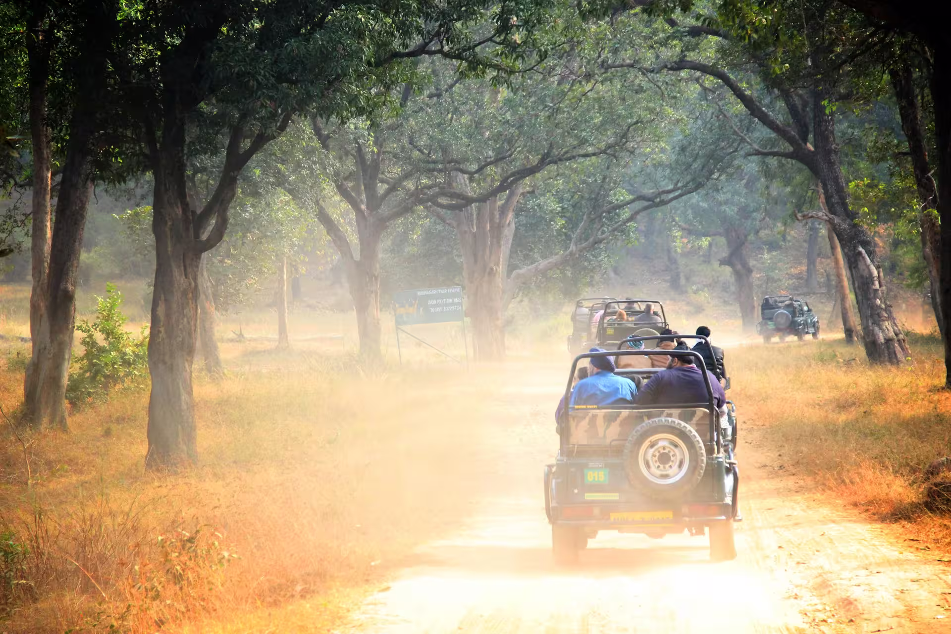 Bandhavgarh Sal Forest Safari