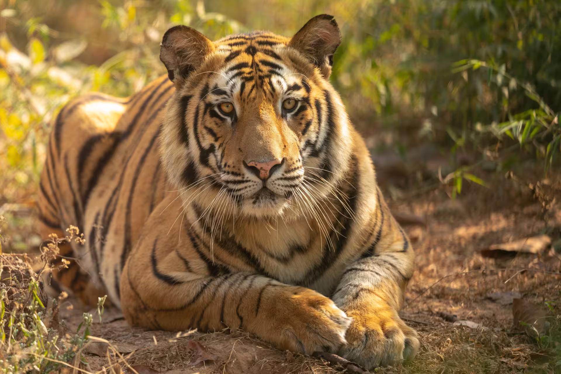 Bandhavgarh Sal Forest