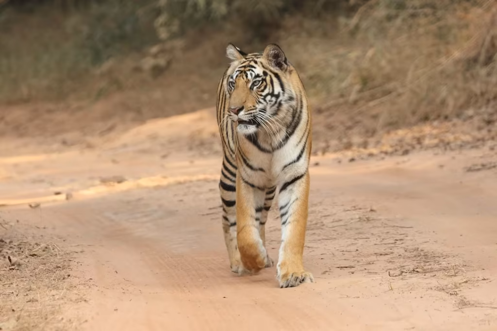 Bandhavgarh Tiger Safari