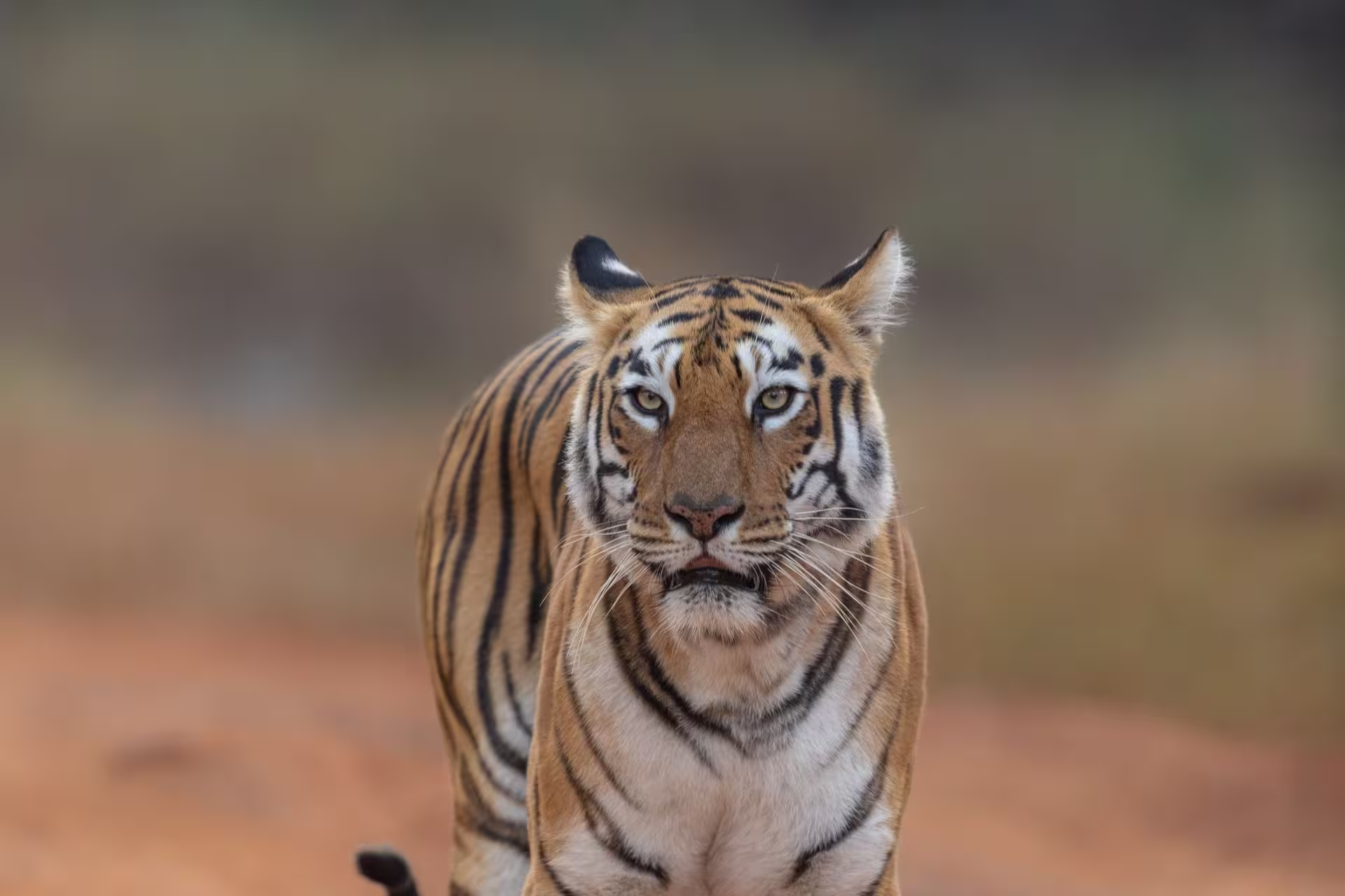 Bandhavgarh Morning Safari Tiger
