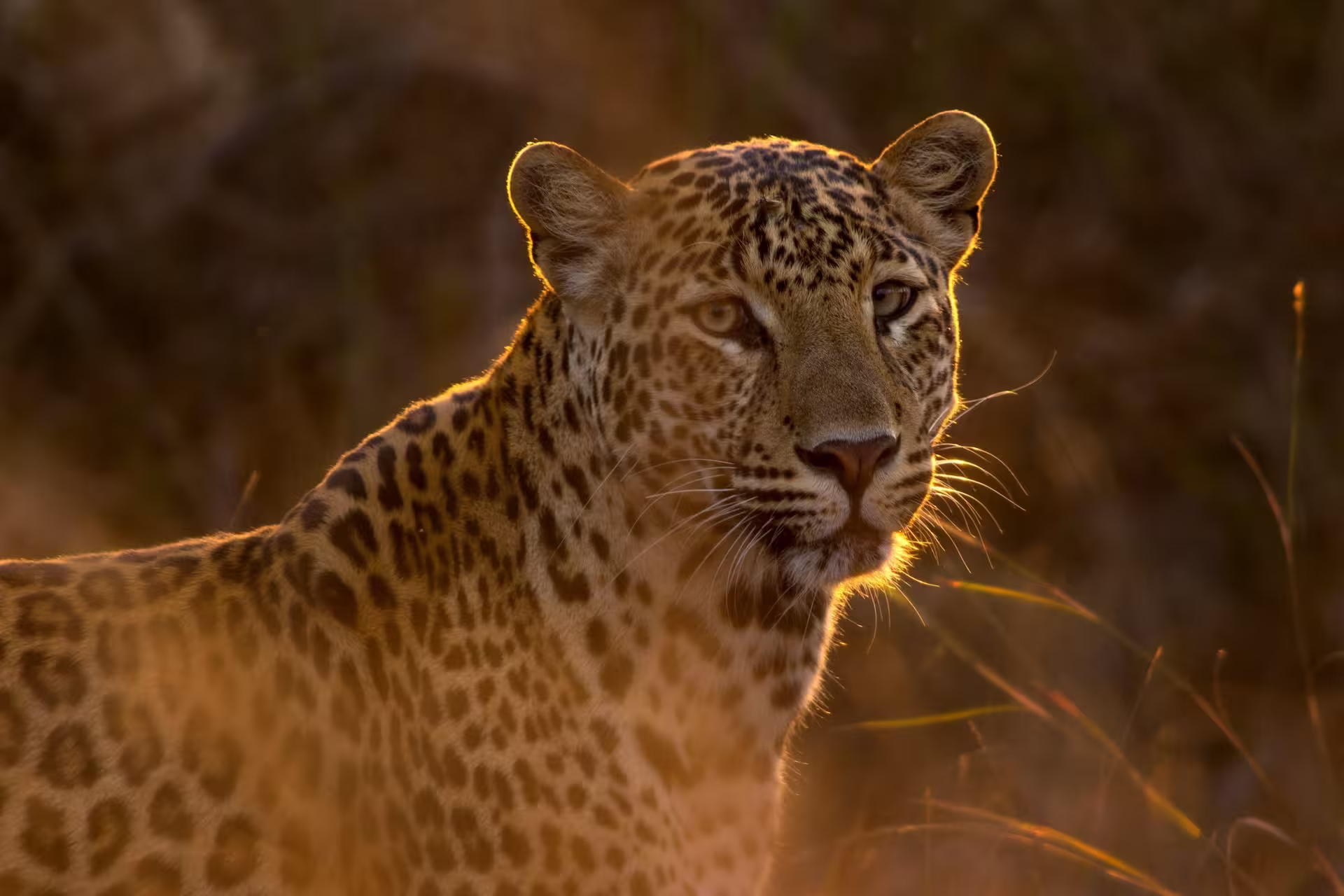 Panna National Park Leopard