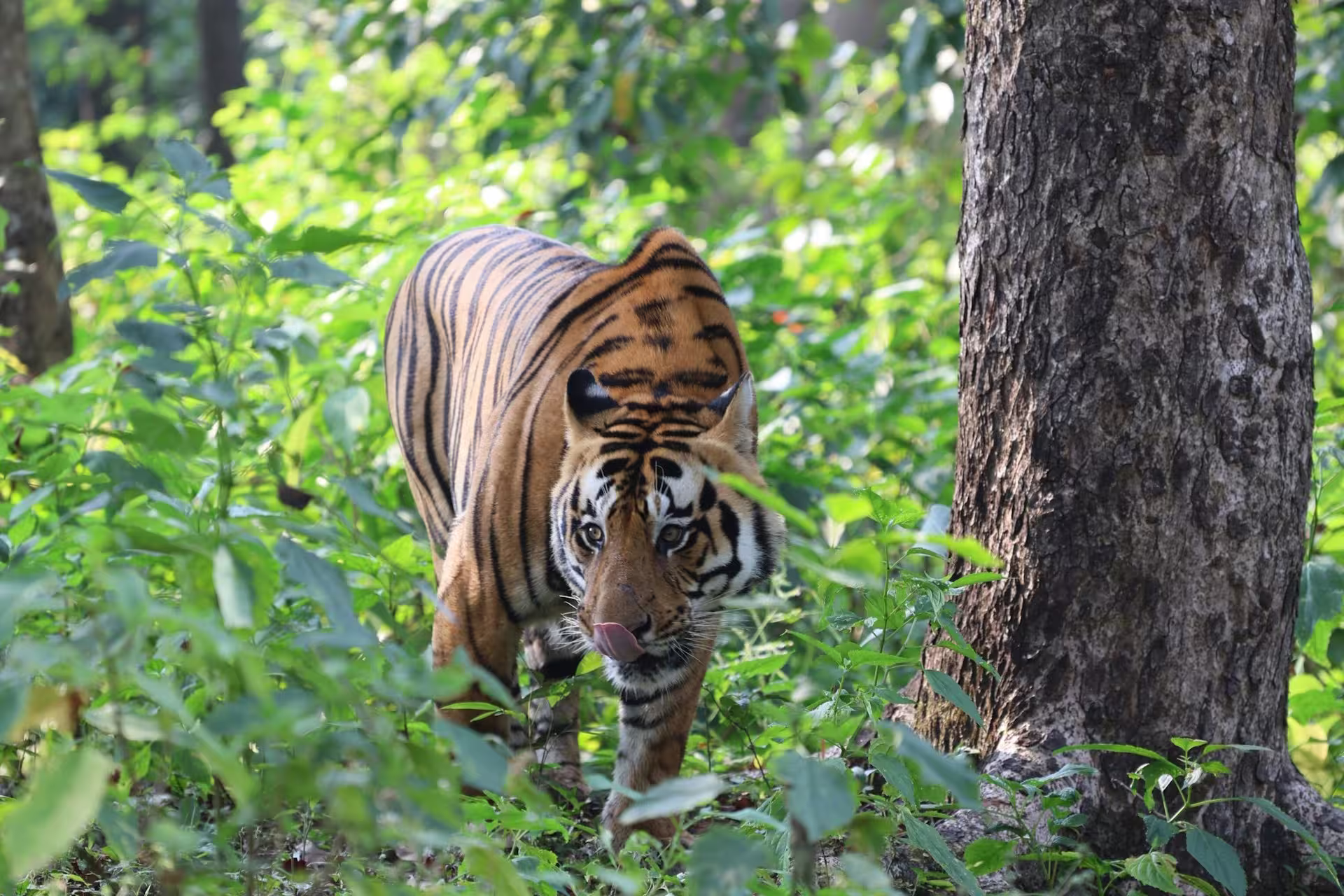 Panna Kanha Tiger Panna Kanha Tiger