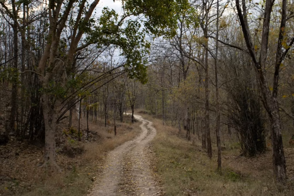 Panna Forest Safari Pench Panna Forest Safari Pench
