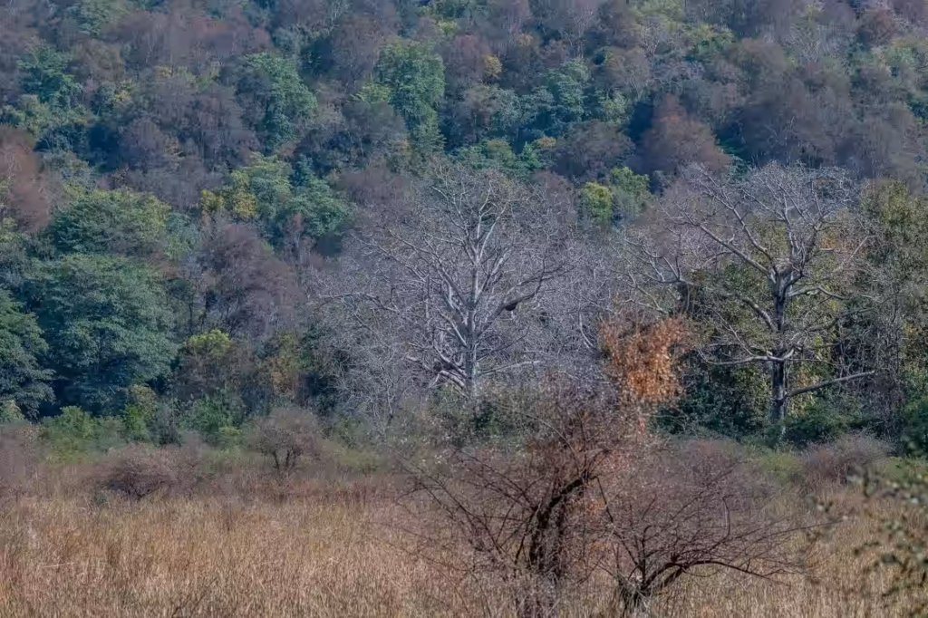 Jim Corbett Sal Forest Woodland Jim Corbett Sal Forest Woodland