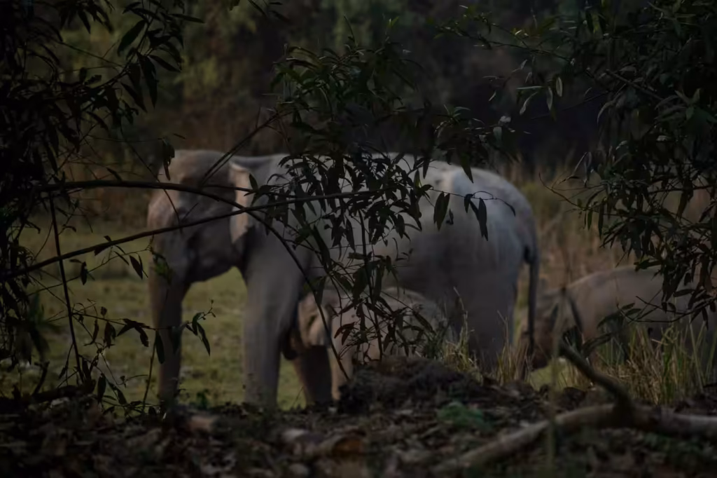 Kaziranga Elephant Herds Kaziranga Elephant Herds