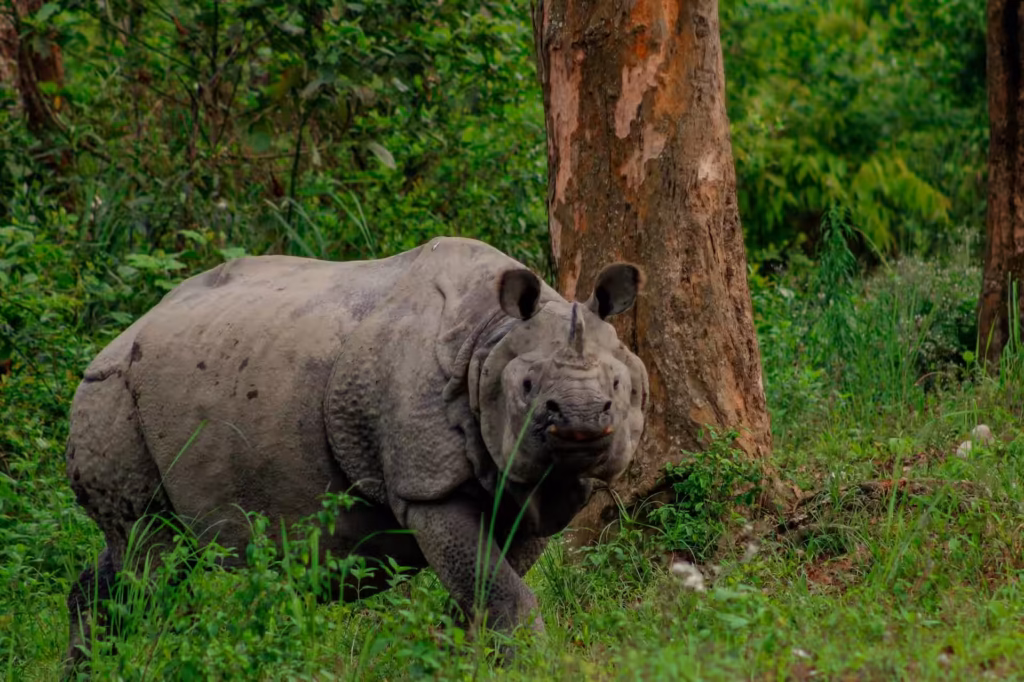 Discover Kaziranga National Park Discover Kaziranga National Park