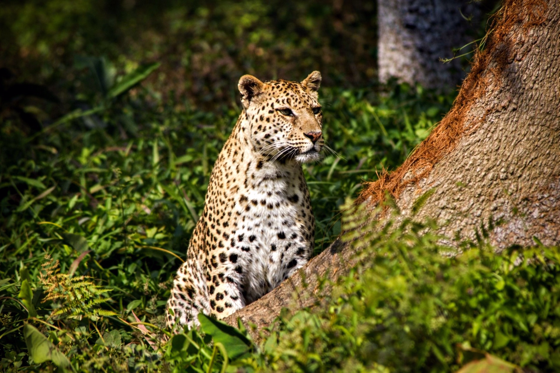 Leopard Safari in India: Best Places, Time and Travel Guide