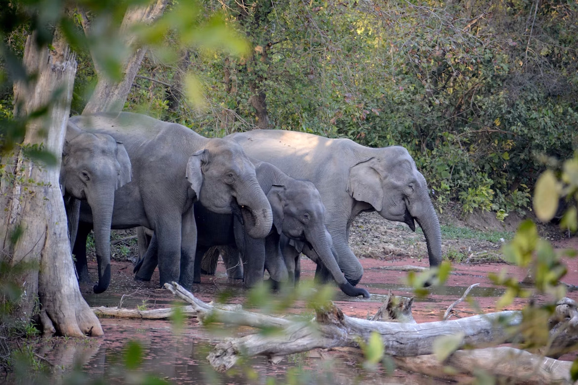 jim-corbett-elephant-group Discover Jim Corbett National Park