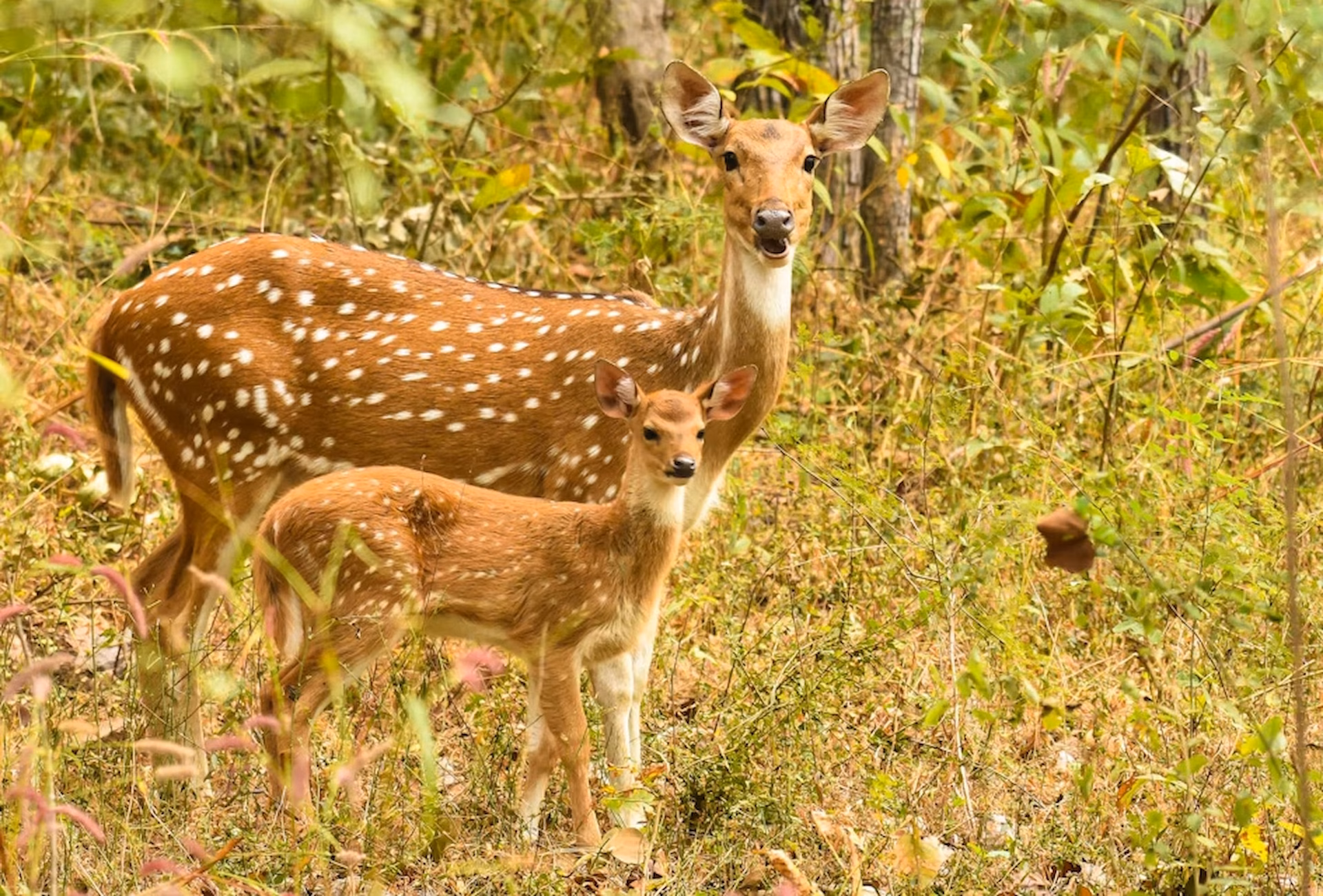 pench-national-park Pench Wilderness
