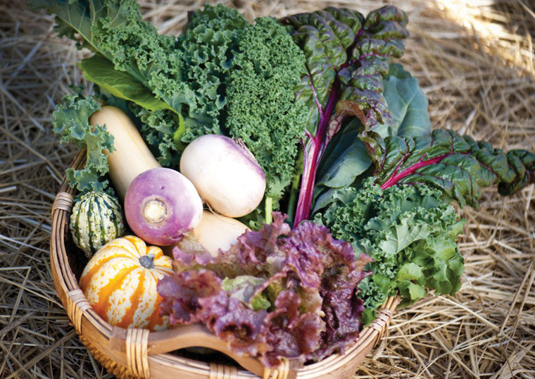 basket fresh vegetables