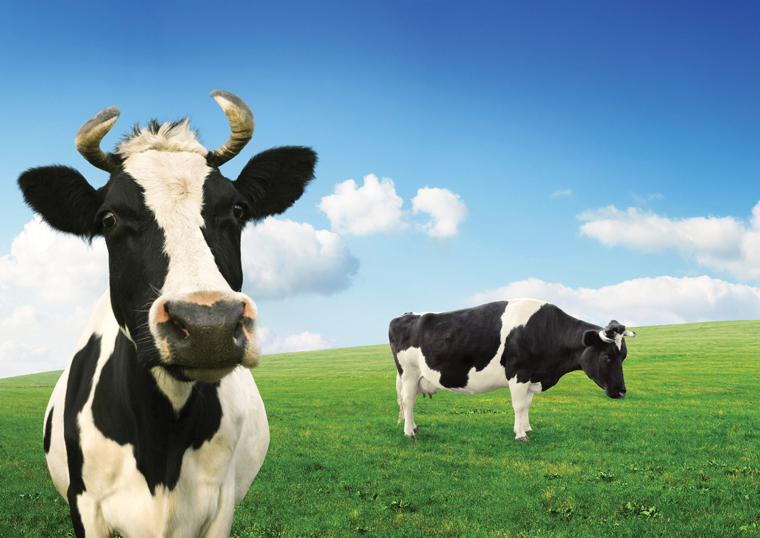 cow-field-lactose-intolerant