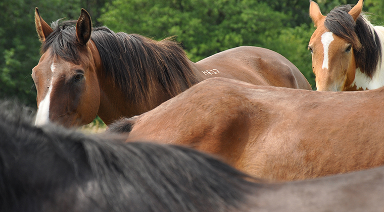 Intuitive Horse Herd