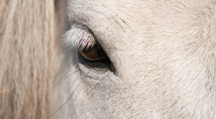 intuitive horse therapy